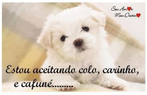 aceito-carinho