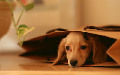 f0db0-cachorro-triste